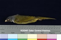 藏品(白環鸚嘴鵯)的圖片